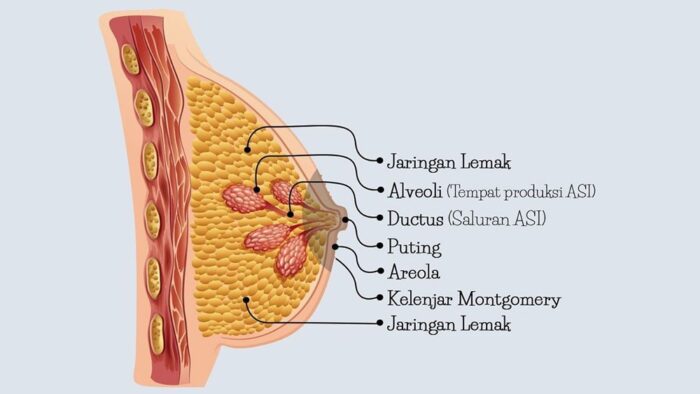Ilustrasi anatomi payudara menyusui